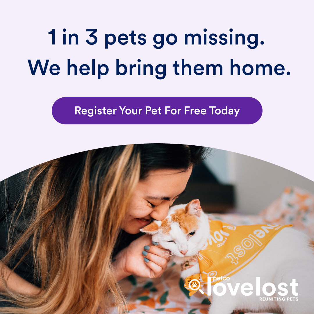 WebModule-Lost-1080x1080-Cat-Eng